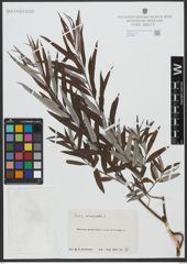 Foto von Salix viminalis L.